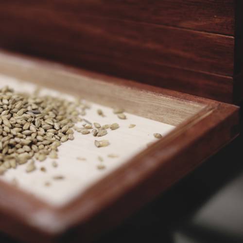 Malted barley on tray before being transferred to mill