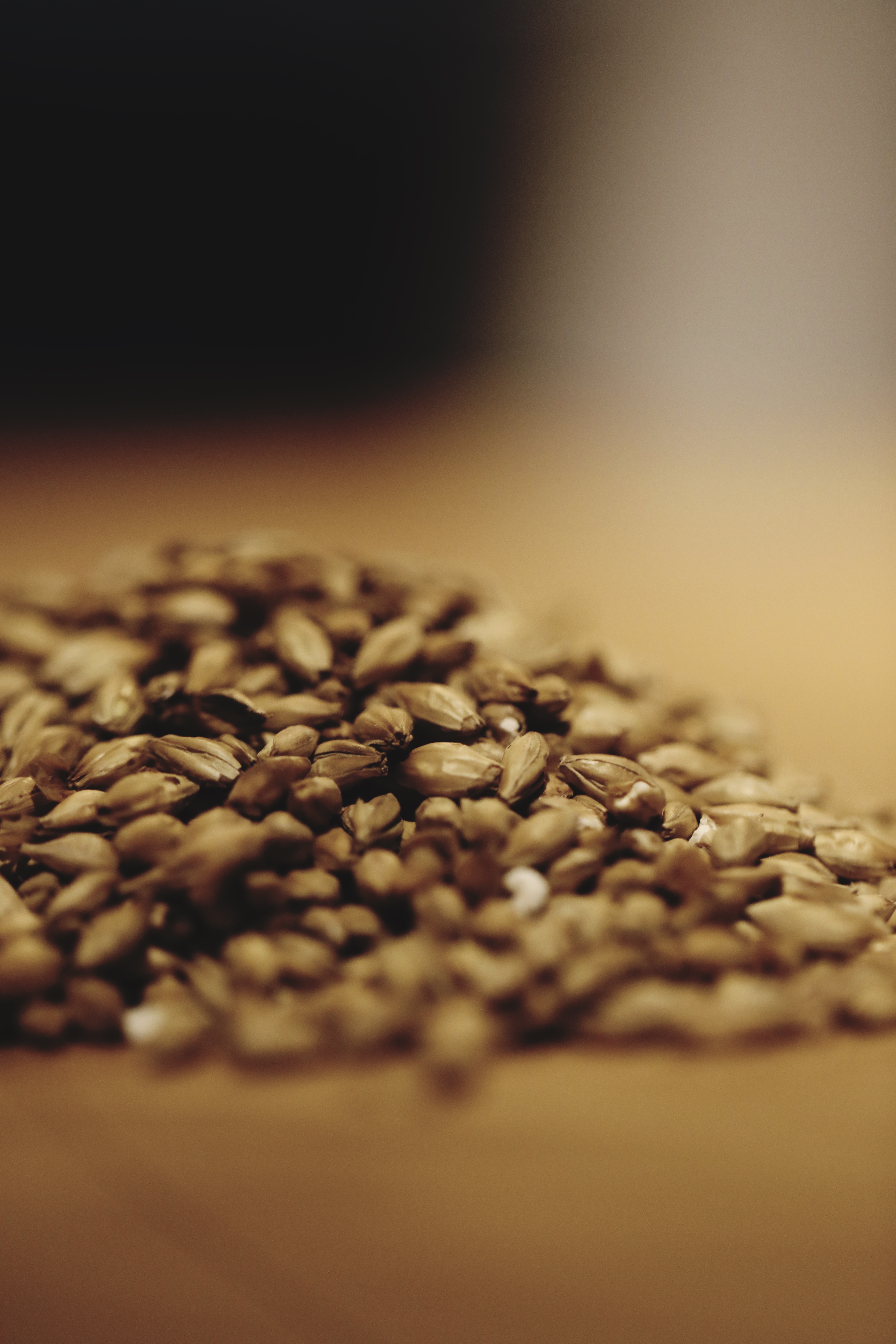 Pile of malted barley before the milling process