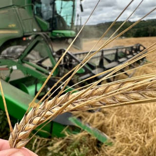 Barley